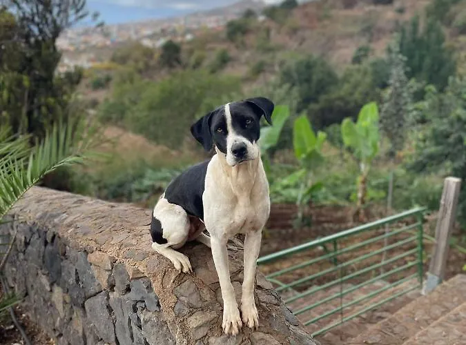 Rural House Tenerife Relax And Enjoy *
